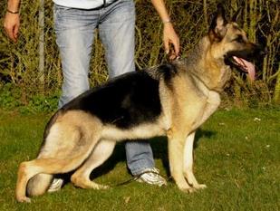Loona von Karthago Loona von Karthago