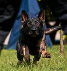 Fosco von Bayerberg Fosco von Bayerberg