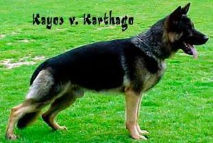 Kayos von Karthago Kayos von Karthago