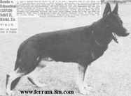 dog image background