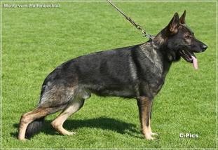 Monty vom Pfaffenbachtal Monty vom Pfaffenbachtal