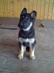 Panja von der neuen Klus Panja von der neuen Klus