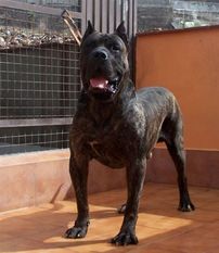 Indio (RRC 0073934) Indio (RRC 0073934)