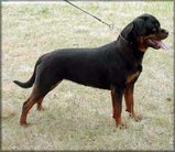 dog image background