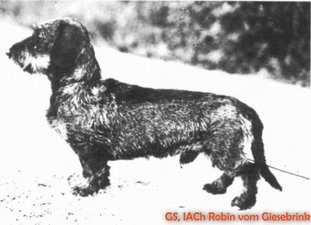 Robin vom Giesebrink Robin vom Giesebrink