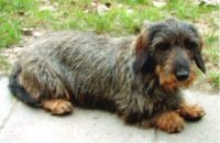 Betsy vom Katzenwald Betsy vom Katzenwald
