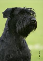 Iska von der Geistermühle Iska von der Geistermühle