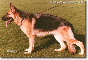 Ulme vom Wildsteiger Land Ulme vom Wildsteiger Land