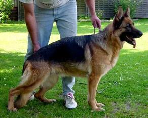 Dixi von Aurelius Dixi von Aurelius