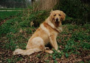 Sammy vom Schondratal Sammy vom Schondratal