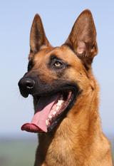 Lerosse Dances with Malinois Lerosse Dances with Malinois
