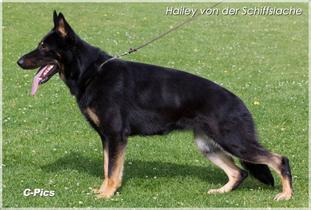 Hailey von der Schiffslache Hailey von der Schiffslache