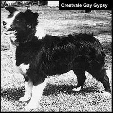 Crestvale Gay Gypsy Crestvale Gay Gypsy