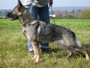 Gescha von MaKeRa Gescha von MaKeRa