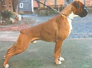 Balu vom Hause Romeo Balu vom Hause Romeo