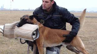 Brutus Malinois von Hause Nechita Brutus Malinois von Hause Nechita