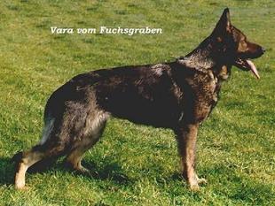 Vara vom Fuchsgraben Vara vom Fuchsgraben