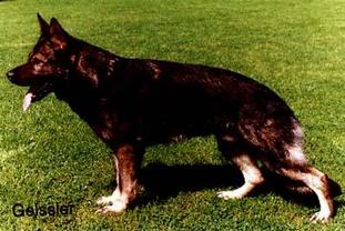Chicco von der Fasanerie Chicco von der Fasanerie