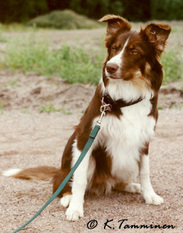 Cabaroo the Arctic Fire Cabaroo the Arctic Fire