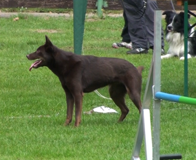 Jiba Leewana Warrigal Jiba Leewana Warrigal