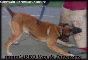 Arko van de Duvetorre Arko van de Duvetorre
