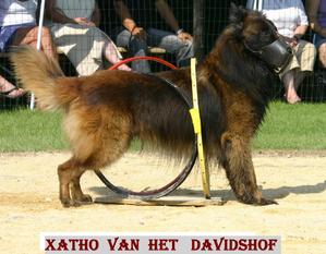 Xatho van het Davidshof Xatho van het Davidshof