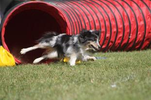 Face of Sheltie Castle Face of Sheltie Castle