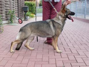 Bailey von den Koschis Bailey von den Koschis