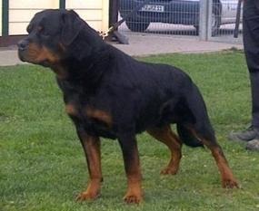 Dolf vom Wachberg Dolf vom Wachberg