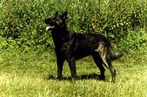 Sjelty NHSB 1245360
