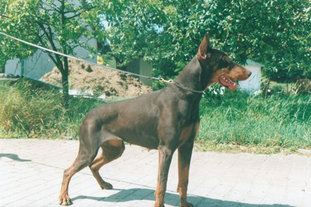 Cleo von der Burgstätte Cleo von der Burgstätte