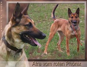 Atra vom Roten Phönix Atra vom Roten Phönix