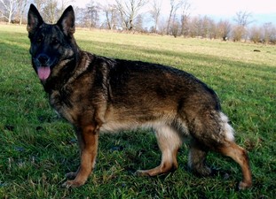 Catja vom Goldboehl Catja vom Goldboehl