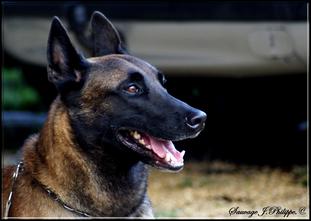 Athos des Loups Mutins Athos des Loups Mutins