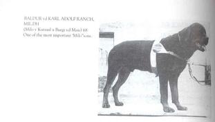 Baldur von der Karl-Adolf-Ranch Baldur von der Karl-Adolf-Ranch