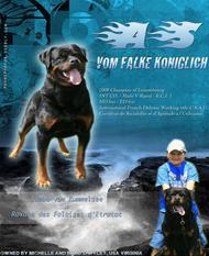 As vom Falke Koniglich As vom Falke Koniglich