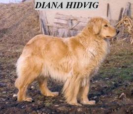 Diana Hidvig Diana Hidvig