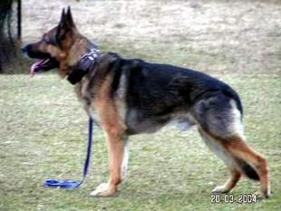 Paco v. h. Schoonheterland Paco v. h. Schoonheterland