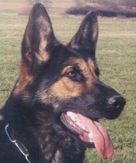 Pet von der schwarzen Nister Pet von der schwarzen Nister