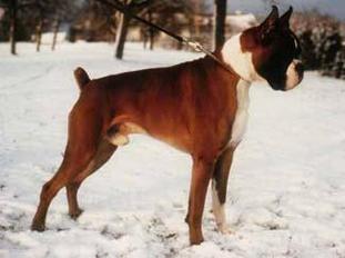 Hoss von der Goldquelle Hoss von der Goldquelle