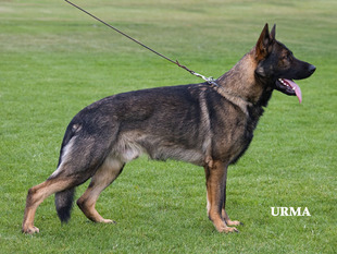 Shadow zu den grauen Birken Shadow zu den grauen Birken