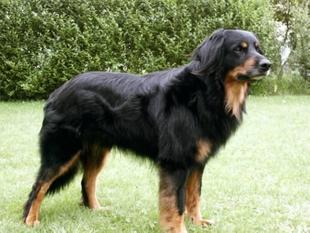 Hogan von der Hausbergkante Hogan von der Hausbergkante