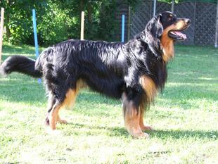 Duke vom Pirloer Hof Duke vom Pirloer Hof