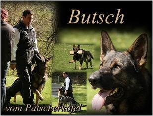 Butsch vom Patscherkofel Butsch vom Patscherkofel