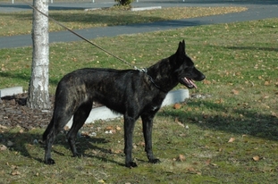 Bonny von der Herdergang Bonny von der Herdergang