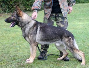 Fiffi von der Klus Fiffi von der Klus