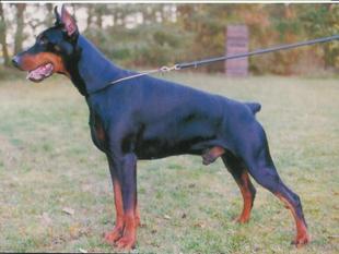 Bahrein Brando von Ashanti Bahrein Brando von Ashanti