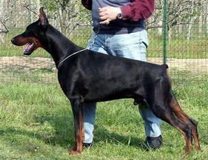 Obi Shultz di Campovalano Obi Shultz di Campovalano