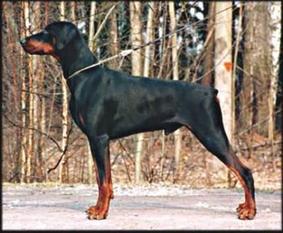 Ashmore Pride-Poacher Ashmore Pride-Poacher