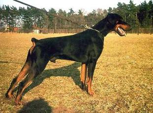 Doberwache's Amatzon Doberwache's Amatzon